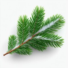 Fototapeta premium Evergreen branch with snow on white background for winter holiday card design