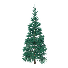 Obraz premium Fir (conifer) isolated transparent background 3d rendering PNG 16 bit 
