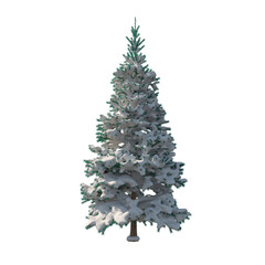 Fir (conifer) snow covered isolated transparent background 3d rendering PNG 16 bit
