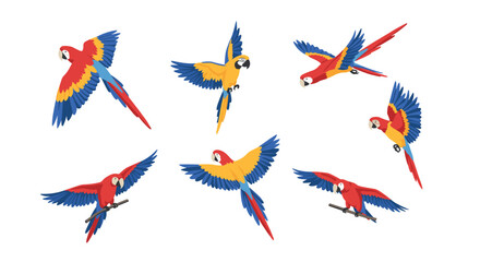 Colorful flying parrots in various poses on white background