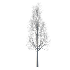 Tree bare isolated transparent background 3d rendering PNG 16 bit
