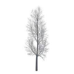 Obraz premium Tree snow covered isolated transparent background 3d rendering PNG 16 bit 