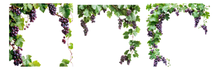Fresh Grapes Hanging from Vines Against a Bright Green Background, Isolated on Transparent, white background