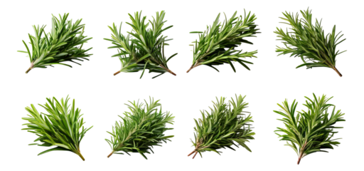 Fresh Rosemary Herb Sprigs Isolated on White Background for Cooking, Isolated on Transparent, white background