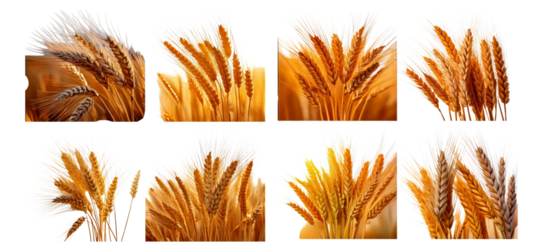 Golden Wheat Bundles in Various Arrangements for Natural Backgrounds, Isolated on Transparent, white background