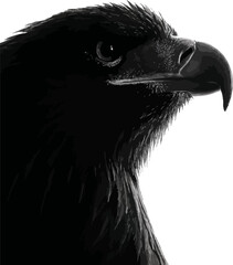 black and white eagle head illustration