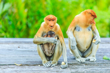 proboscis monkey or nasalis larvatus