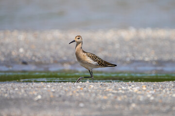 A Ruff (Philomachus pugnax) wading along a riverbank, searching for food in its natural wetland habitat, with detailed plumage and serene water reflections