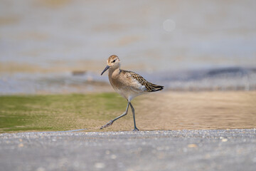 A Ruff (Philomachus pugnax) wading along a riverbank, searching for food in its natural wetland habitat, with detailed plumage and serene water reflections