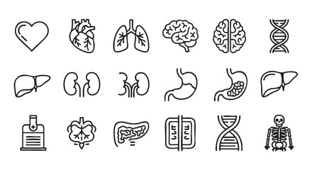 Collection of vector line drawing icons human internal organs