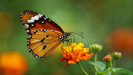 Obraz premium Close-up of a Common Tiger butterfly