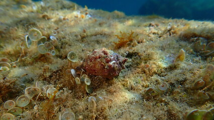 Southern oyster drill or Redmouthed rocksnail (Stramonita haemastoma) undersea, Ligurian Sea, Italy, Imperia