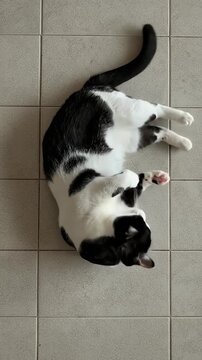 Playful Tuxedo Cat Rolling on Tiled Floor Natural Light