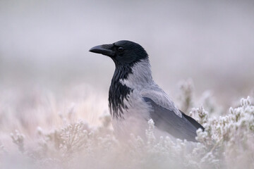 Hooded crow in the frosty landscape