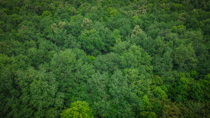 Fototapeta premium Aerial photo of green wildlife in summer