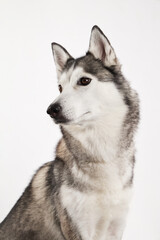 Siberian Husky photographed in three-quarter pose against a white backdrop. The image highlights the dog form, stature, and classic coat colors.