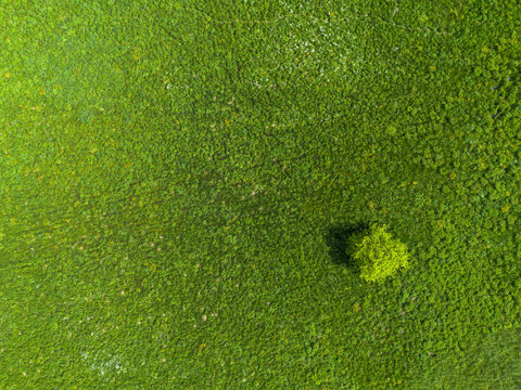 fond color&eacute; nature, prairie et herbe vu du ciel, couleur verte