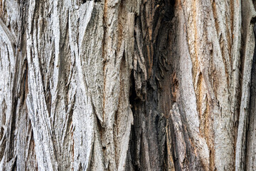 Close Up Wood Texture Background