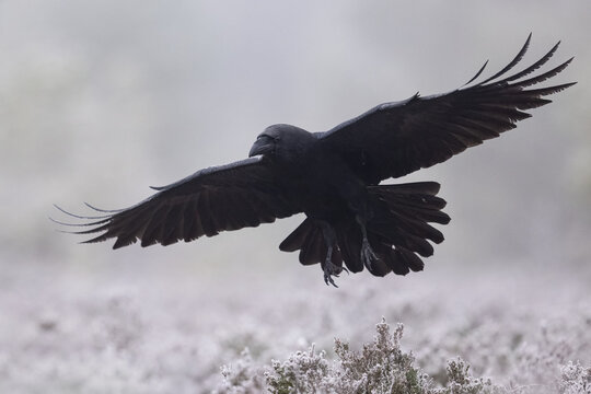 Raven flying over frosty forest landscape