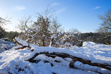 Snowy day in the Franchard Gorges. fontainebleau forest