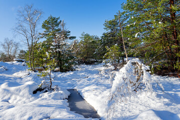 Snowy day in the Franchard Gorges. fontainebleau forest