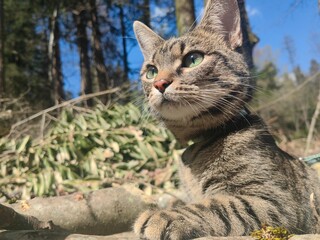 portrait of a cat © UroSzUp