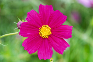 Fototapeta premium 鮮やかに咲き誇る濃いピンクのコスモスの花のクローズアップ