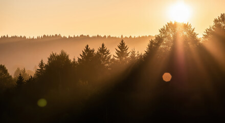 Sunlight piercing through misty forest trees at sunrise, golden rays illuminate the serene landscape.