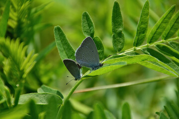 Pair of Blue Butterflies Resting on Lush Green Foliage
