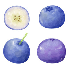 水彩画風のブルーベリーの粒と切断面のイラスト