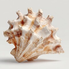A detailed close-up of a seashell with a textured surface and natural tones, perfect for beach-themed designs, educational materials, or decor projects,