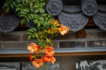 Traditional Korean roof decoration and Orange Trumpet Flower close up in Seoul house