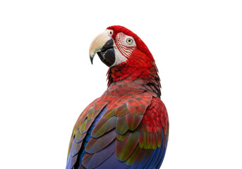 Isolated, colorful macaw bird with bright red feathers standing alone, portrait image