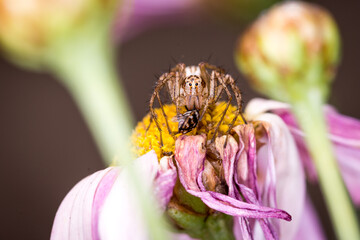 Close up of an Oxyopes salticus, a species of lynx spider, commonly known as the striped lynx spider