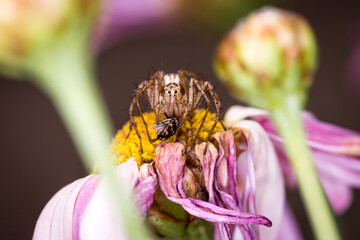 Close up of an Oxyopes salticus, a species of lynx spider, commonly known as the striped lynx spider