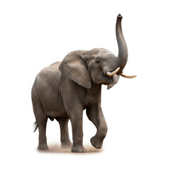 Obraz premium Elephant full body walking trunk raised isolated white background