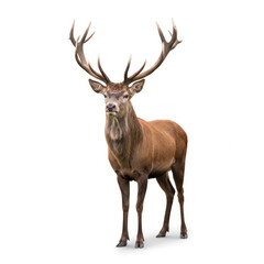 Fototapeta premium Deer (Stag) full body standing large antlers isolated white background