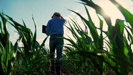 Farmer working with laptop walking on green corn field, corn seedlings, rear view. Businessman...