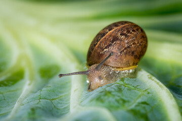 Close up of a Snail slithering along a cabbage leaf