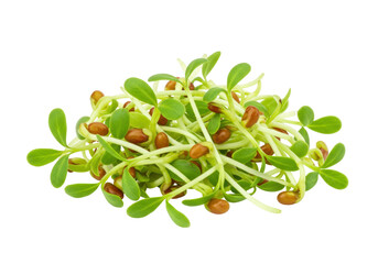 Isolated Alfalfa sprouts microgreens a superfood healthy eating green sprout growing freshness