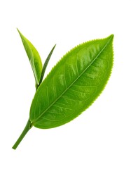 Obraz premium A close-up, isolated shot of a fresh green tea leaf and two smaller buds, against a pure white background. The leaf is detailed
