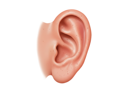 Isolated anatomical model of human ear for healthcare and medicine; pink, realistic color