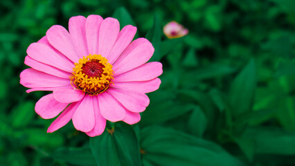 Obraz premium Pink Zinnia Flower on Green Background