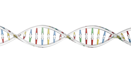Detailed DNA Double Helix Structure with Colorful Nucleotides  isolated on transparent background, png 