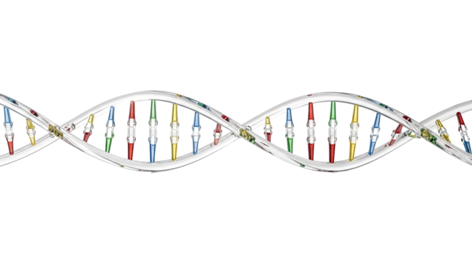 Detailed DNA Double Helix Structure with Colorful Nucleotides  isolated on transparent background, png  - Powered by Adobe