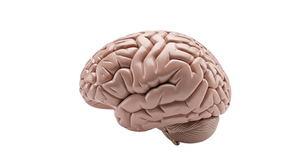 Detailed Human Brain Anatomy Side View Realistic Rendering  isolated on transparent background, png 