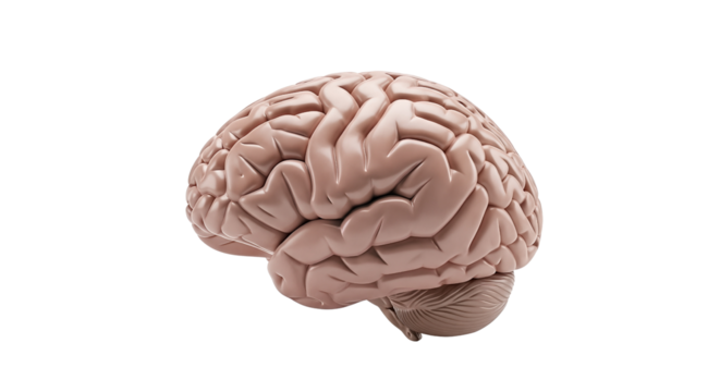 Detailed Human Brain Anatomy Side View Realistic Rendering  isolated on transparent background, png 