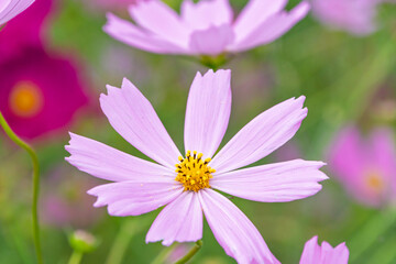 Obraz premium 秋晴れの下で満開に咲き誇るピンクのコスモスの花