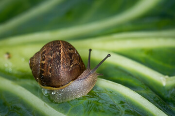 Close up of a Snail slithering along a cabbage leaf