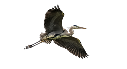 Great Blue Heron in Flight  isolated on transparent background, png 